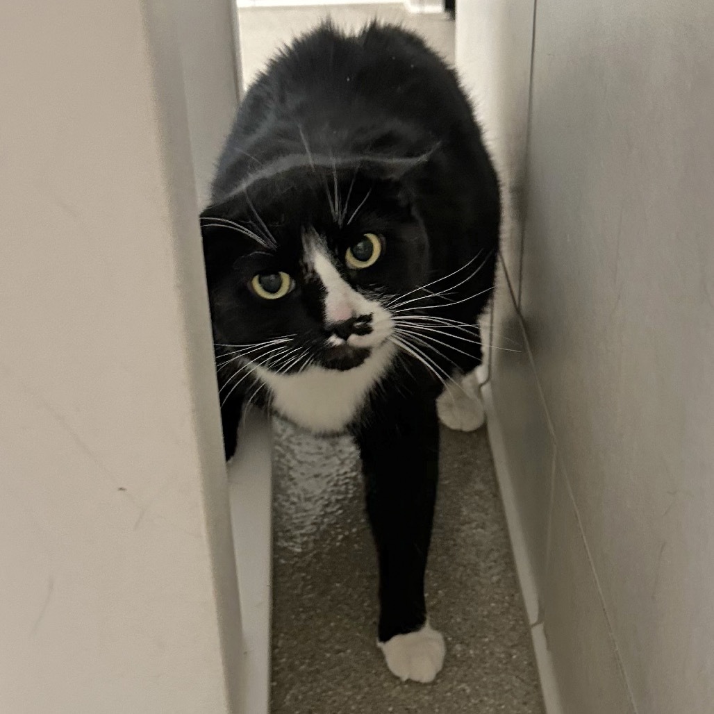 Cain, an adoptable Domestic Short Hair in Hailey, ID, 83333 | Photo Image 2