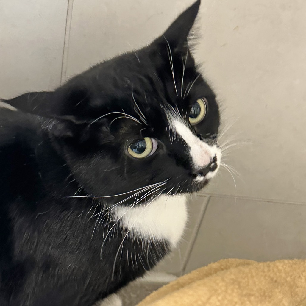 Cain, an adoptable Domestic Short Hair in Hailey, ID, 83333 | Photo Image 3