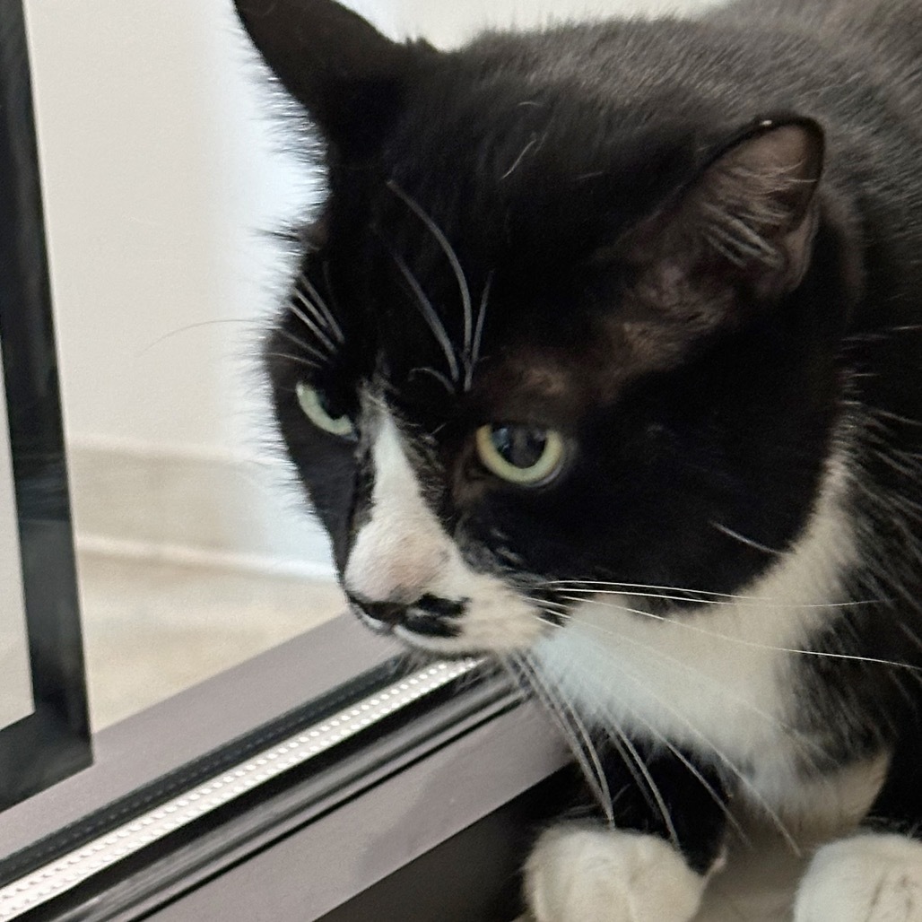 Cain, an adoptable Domestic Short Hair in Hailey, ID, 83333 | Photo Image 4