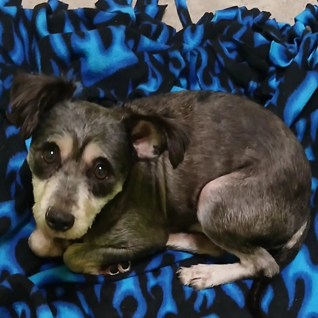 Muggs, an adoptable Schnauzer, Mixed Breed in Spokane, WA, 99202 | Photo Image 1