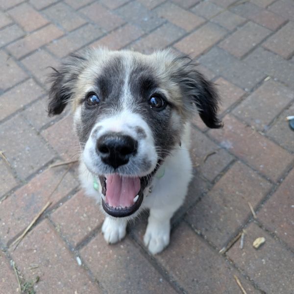 Loki