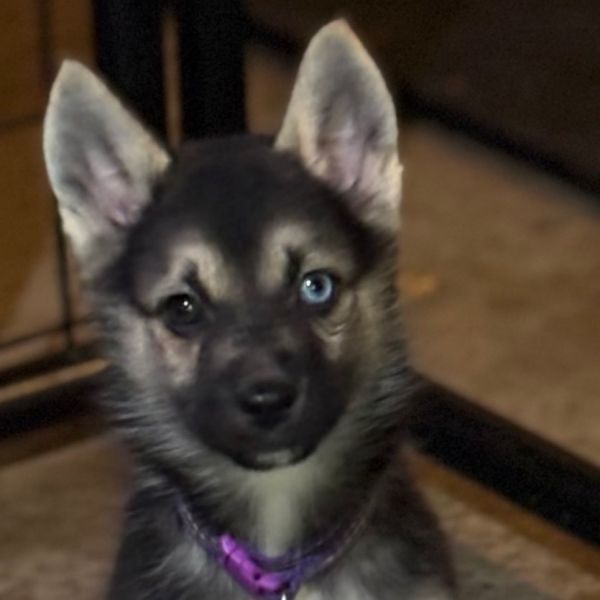 Versa