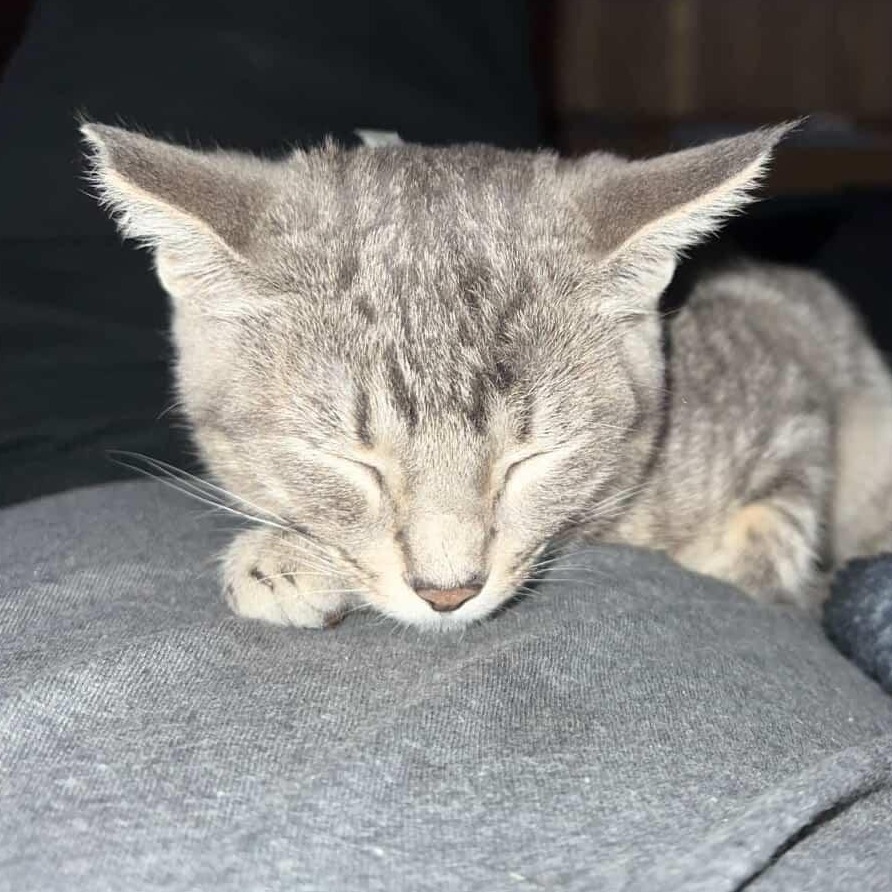Lord Beerus