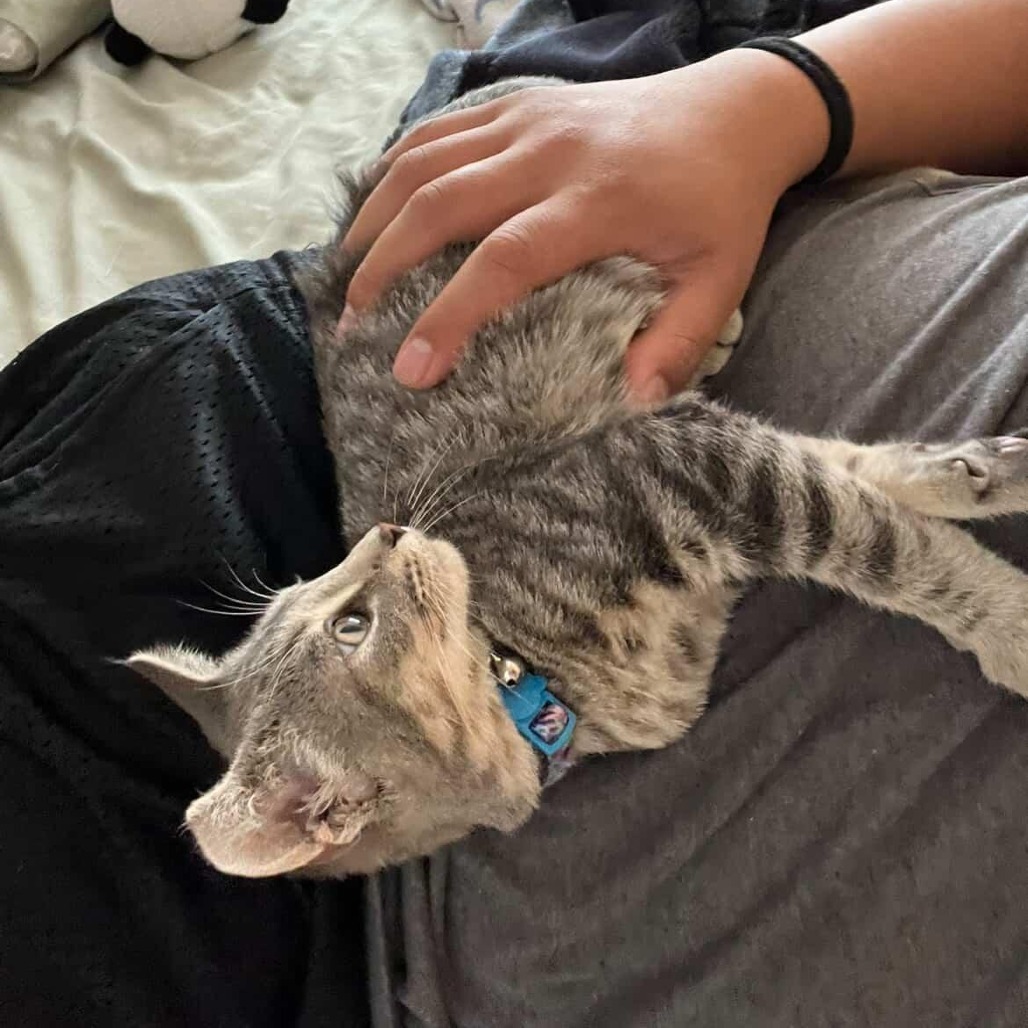 Lord Beerus