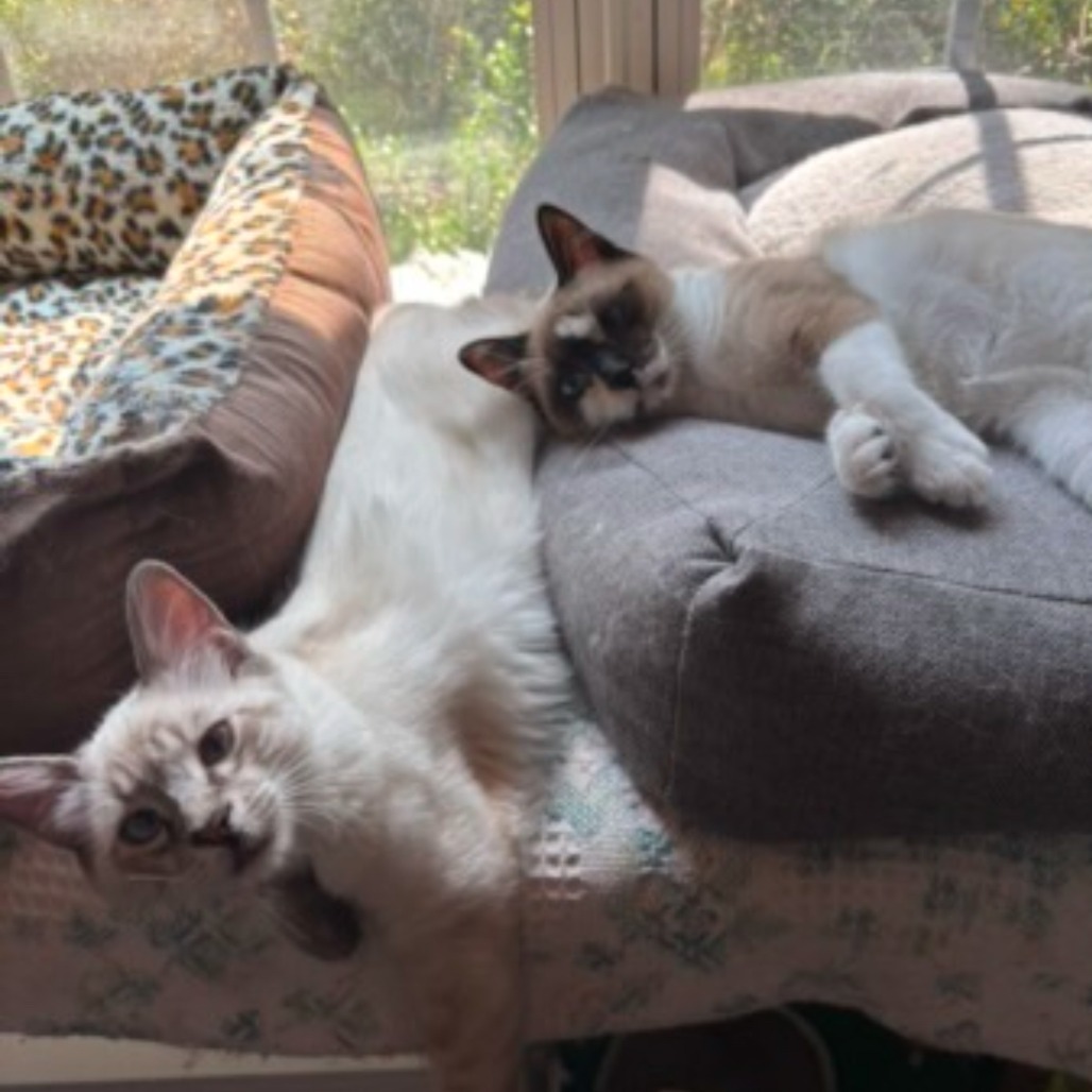 Lace (Adopt with Legend), an adoptable Snowshoe in Fayetteville, GA, 30214 | Photo Image 1