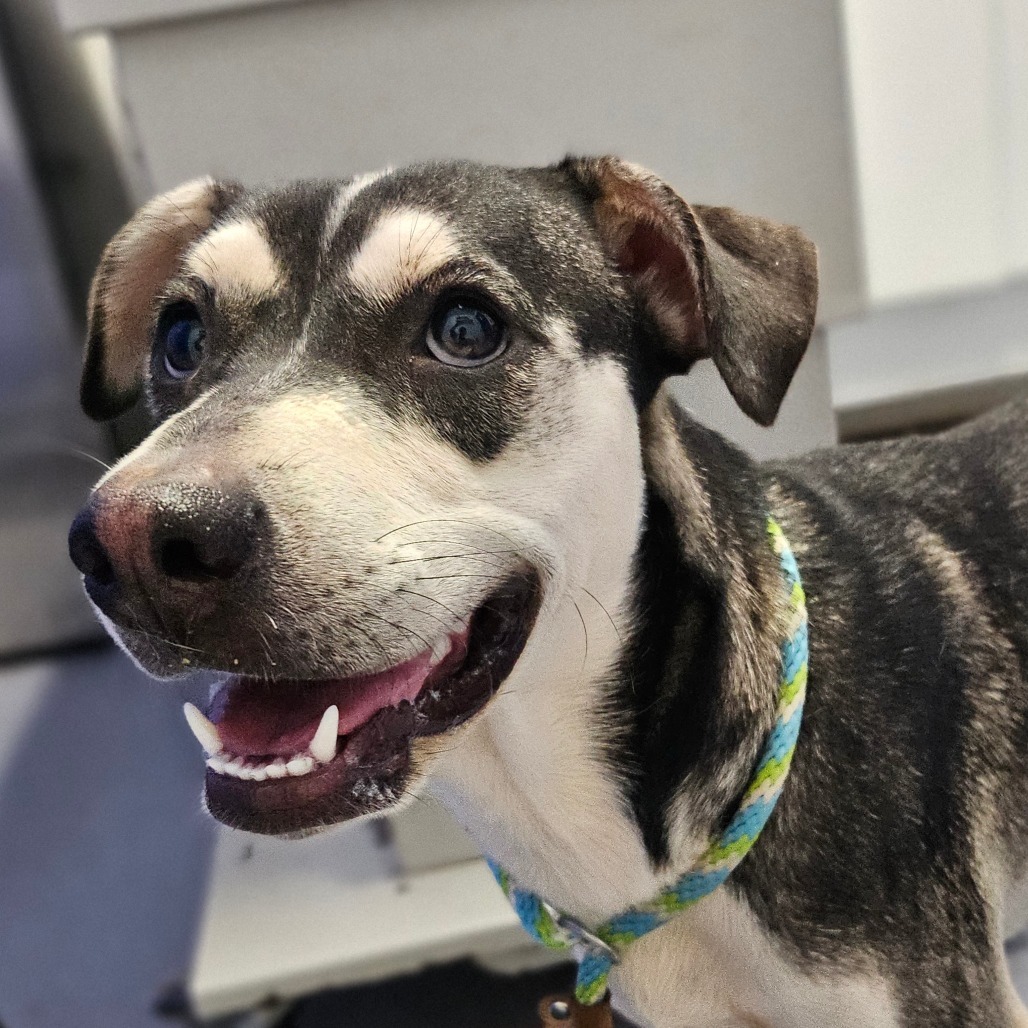Luna, an adoptable Terrier in Wahiawa, HI, 96786 | Photo Image 1