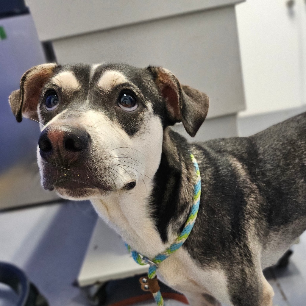 Luna, an adoptable Terrier in Wahiawa, HI, 96786 | Photo Image 2