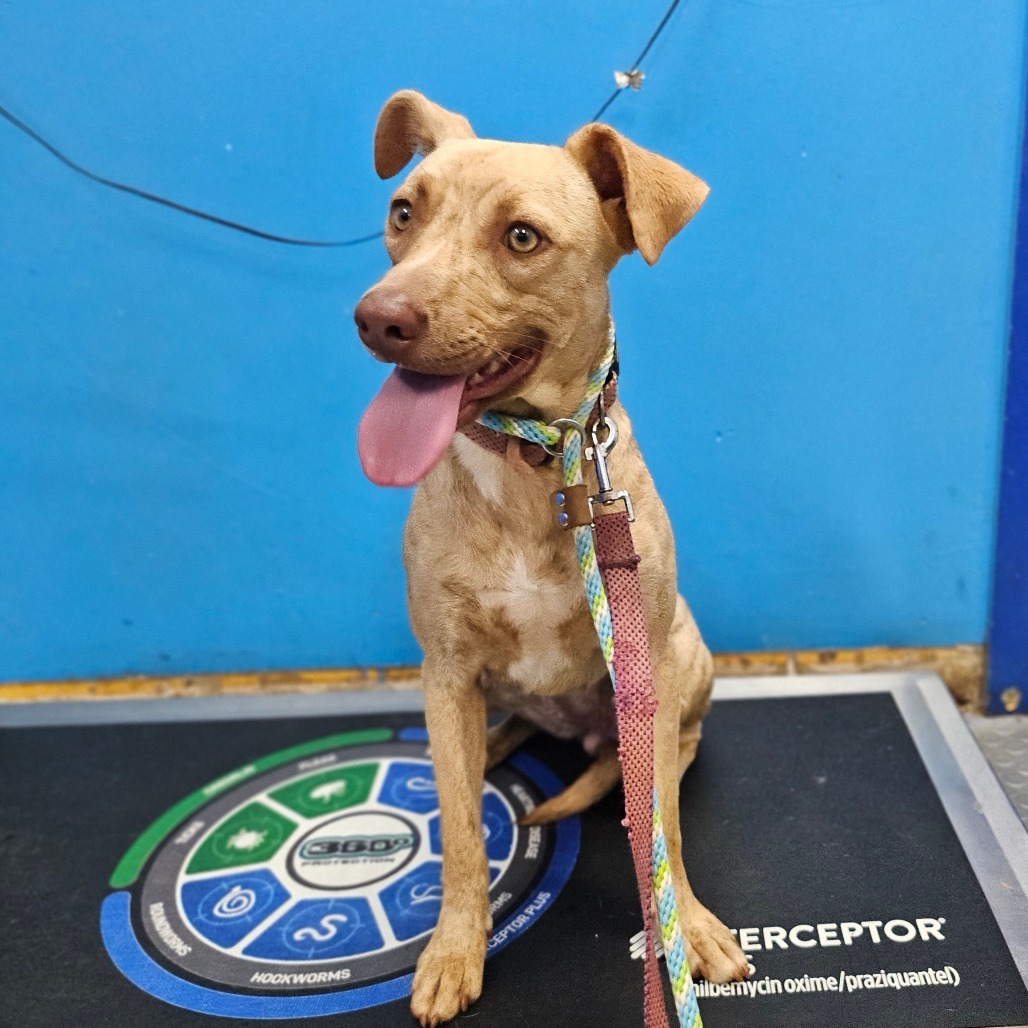 Trixie, an adoptable Terrier in Wahiawa, HI, 96786 | Photo Image 1