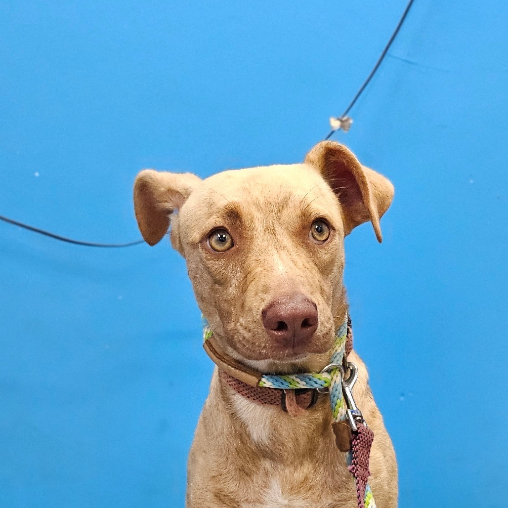 Trixie, an adoptable Terrier in Wahiawa, HI, 96786 | Photo Image 2