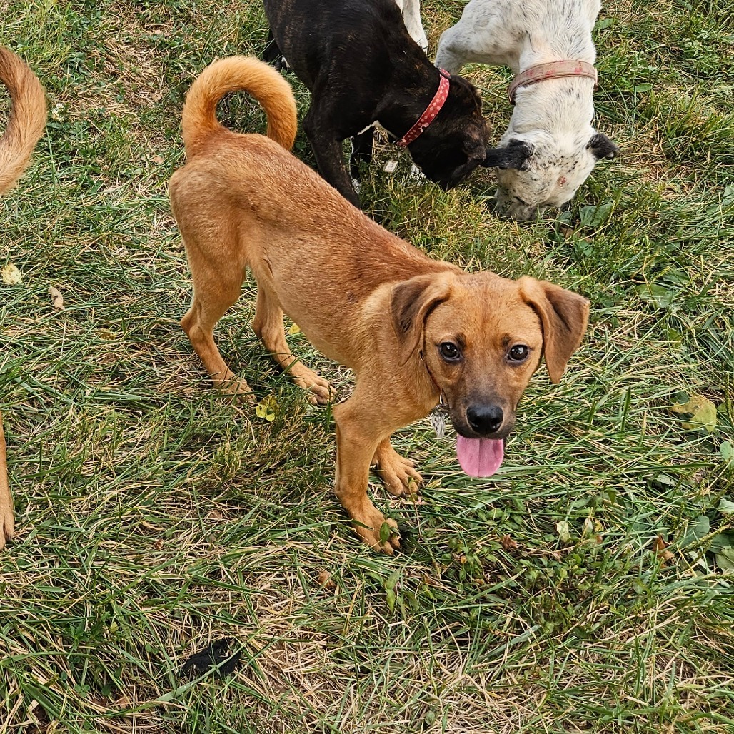 Simon