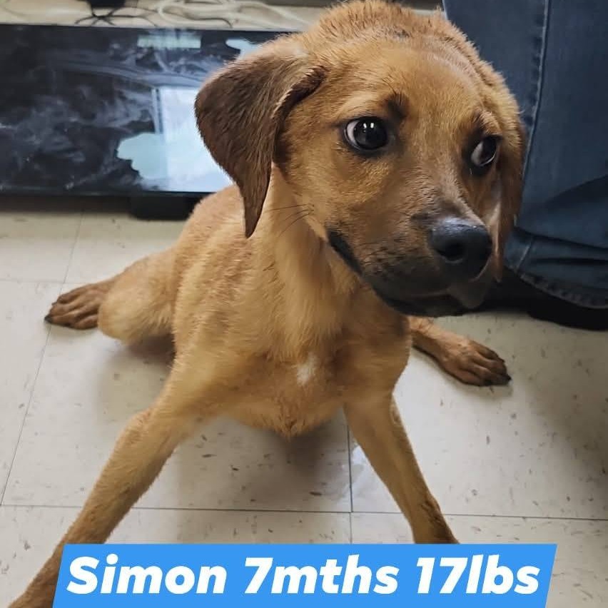 Simon