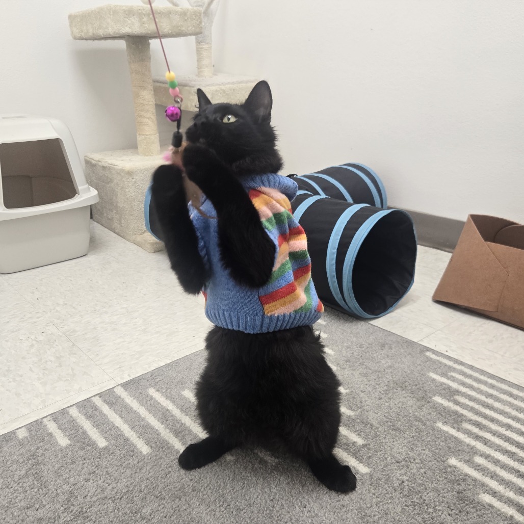 Skout, an adoptable Domestic Short Hair in Ashland, OR, 97520 | Photo Image 1