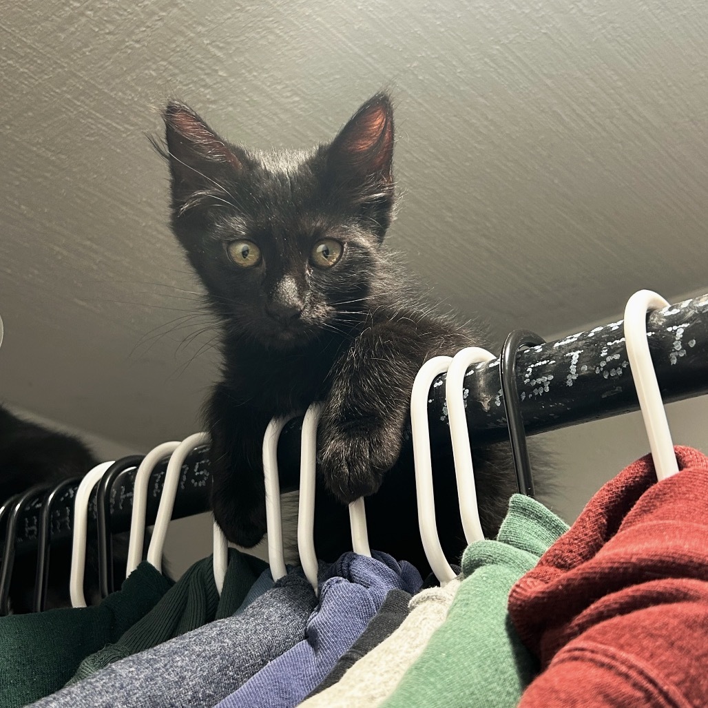 Skout, an adoptable Domestic Short Hair in Ashland, OR, 97520 | Photo Image 2