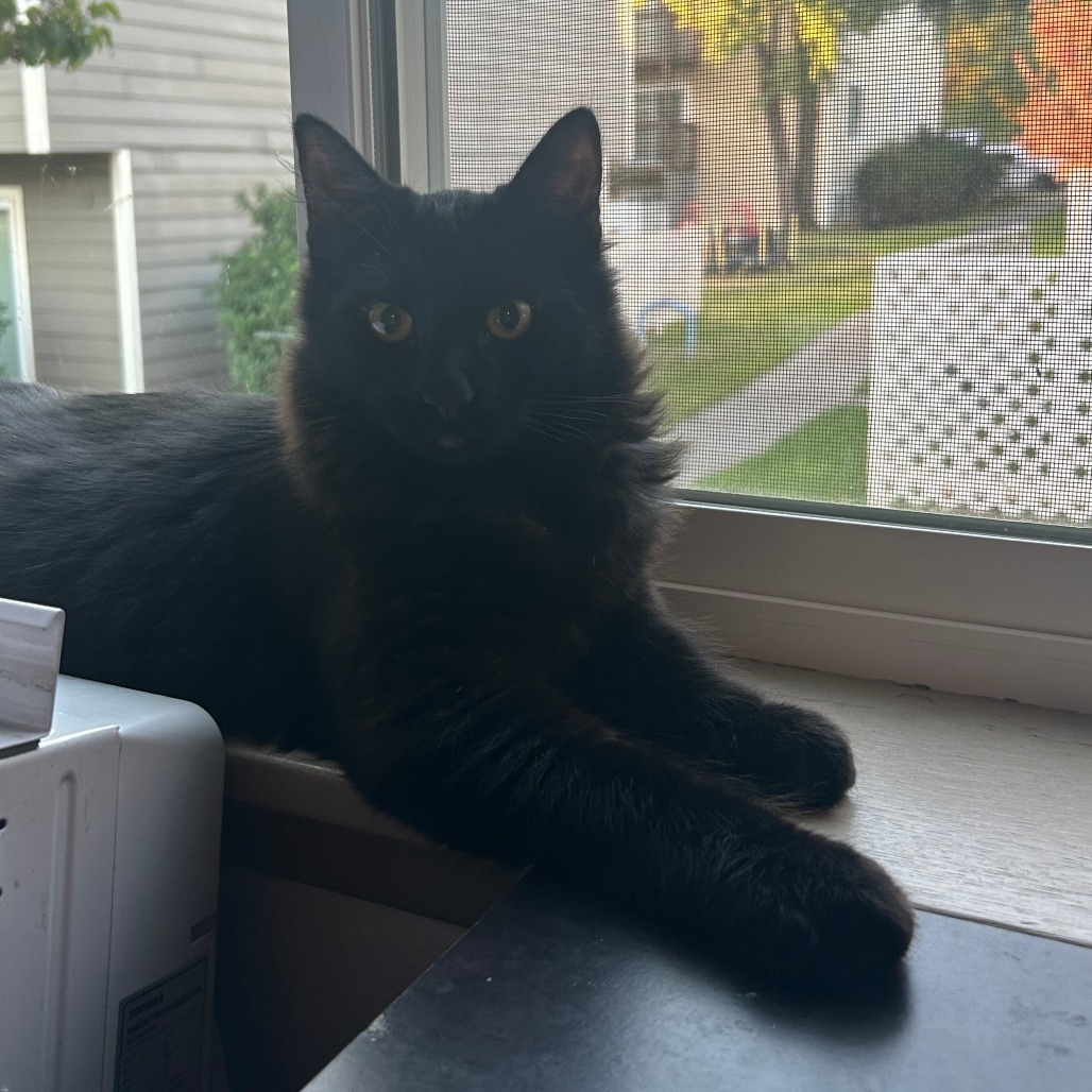 Skout, an adoptable Domestic Short Hair in Ashland, OR, 97520 | Photo Image 3