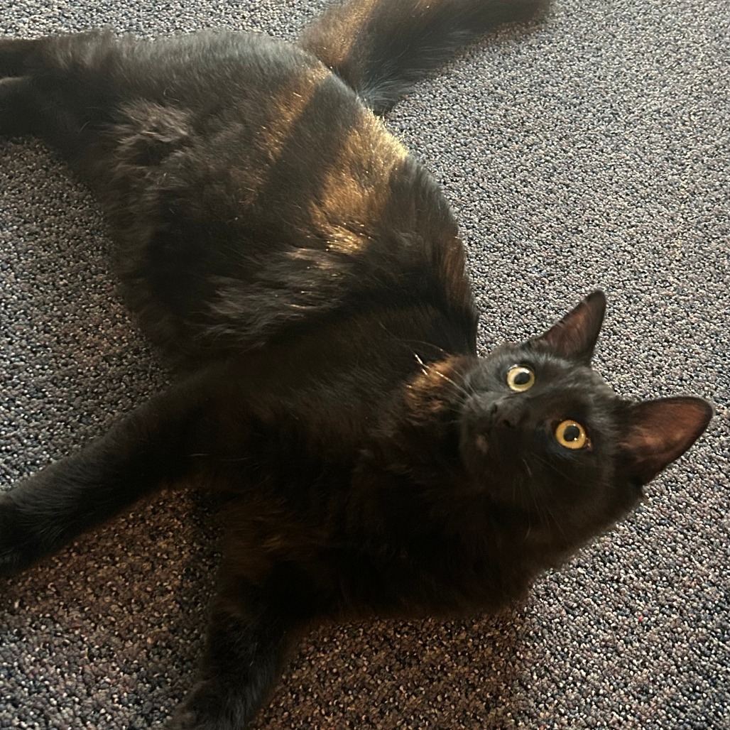 Skout, an adoptable Domestic Short Hair in Ashland, OR, 97520 | Photo Image 4