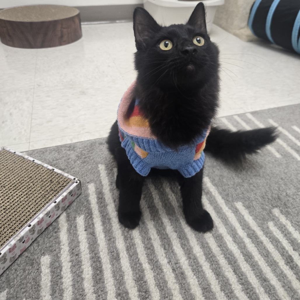 Skout, an adoptable Domestic Short Hair in Ashland, OR, 97520 | Photo Image 5