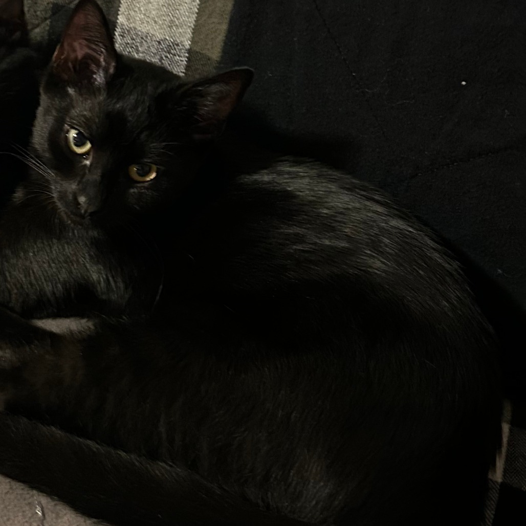 Bear, an adoptable Domestic Short Hair in Ashland, OR, 97520 | Photo Image 1