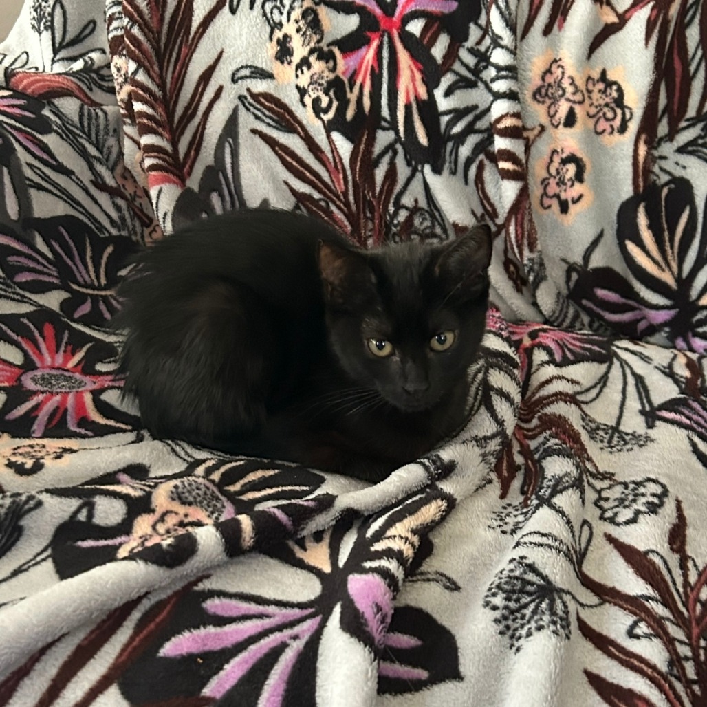 Bear, an adoptable Domestic Short Hair in Ashland, OR, 97520 | Photo Image 2