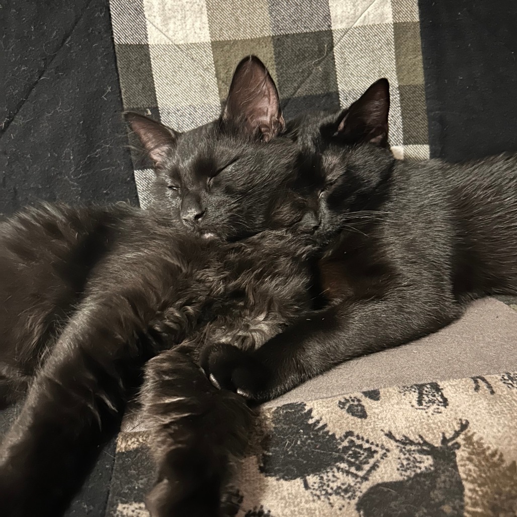 Bear, an adoptable Domestic Short Hair in Ashland, OR, 97520 | Photo Image 4