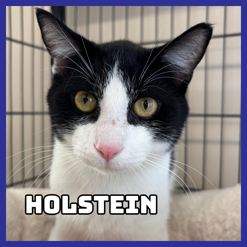 Holstein, an adoptable Domestic Short Hair in Glenwood, MN, 56334 | Photo Image 1