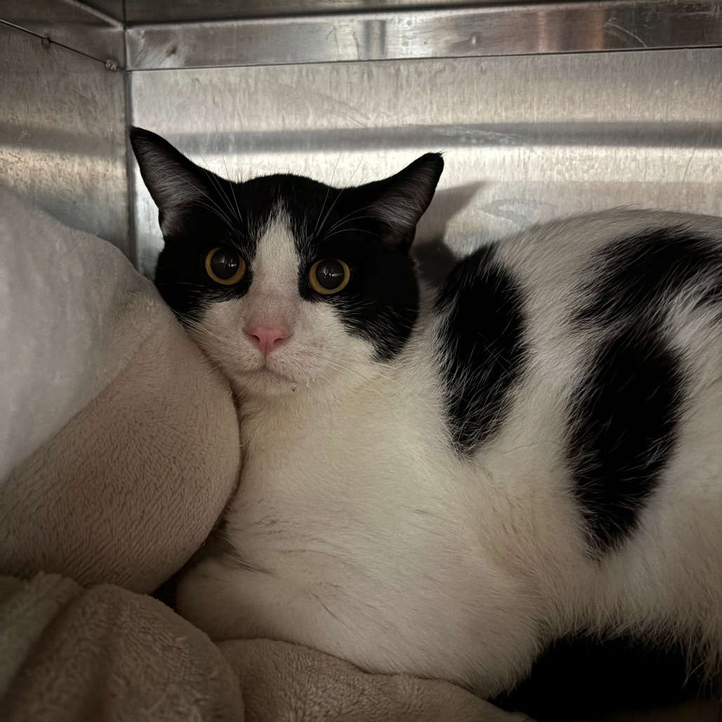 Holstein, an adoptable Domestic Short Hair in Glenwood, MN, 56334 | Photo Image 2