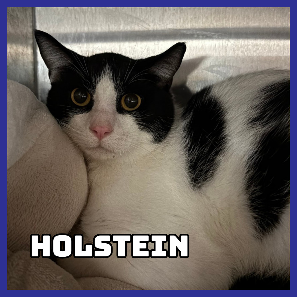 Holstein, an adoptable Domestic Short Hair in Glenwood, MN, 56334 | Photo Image 3