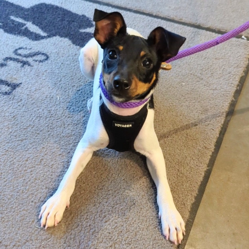 Jinx