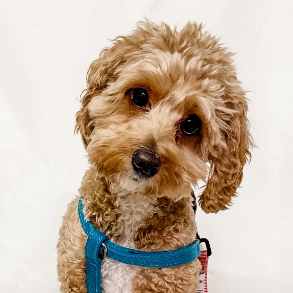 615 (2025) Remy, an adoptable Cockapoo in Parker, CO, 80134 | Photo Image 1