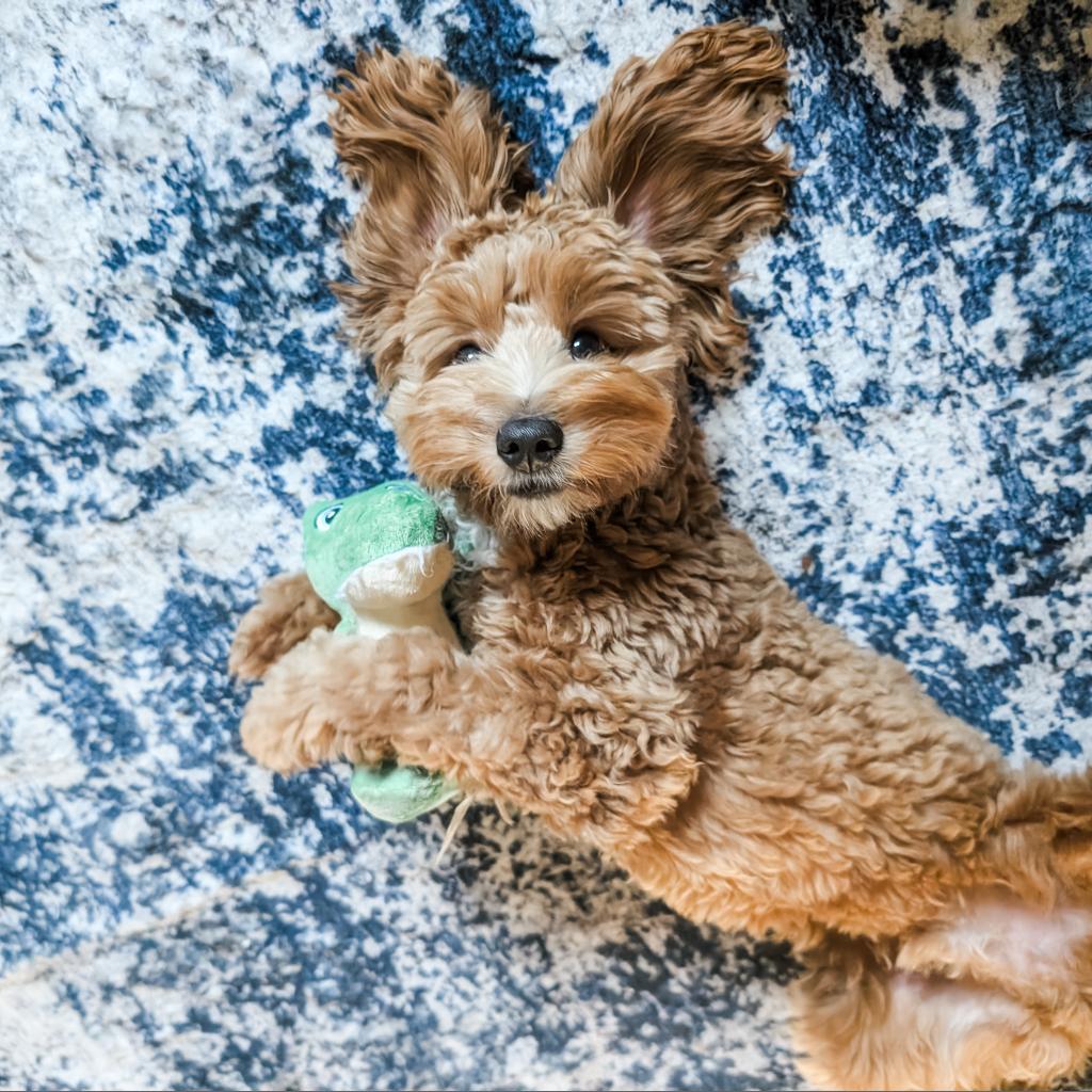 615 (2025) Remy, an adoptable Cockapoo in Parker, CO, 80134 | Photo Image 2