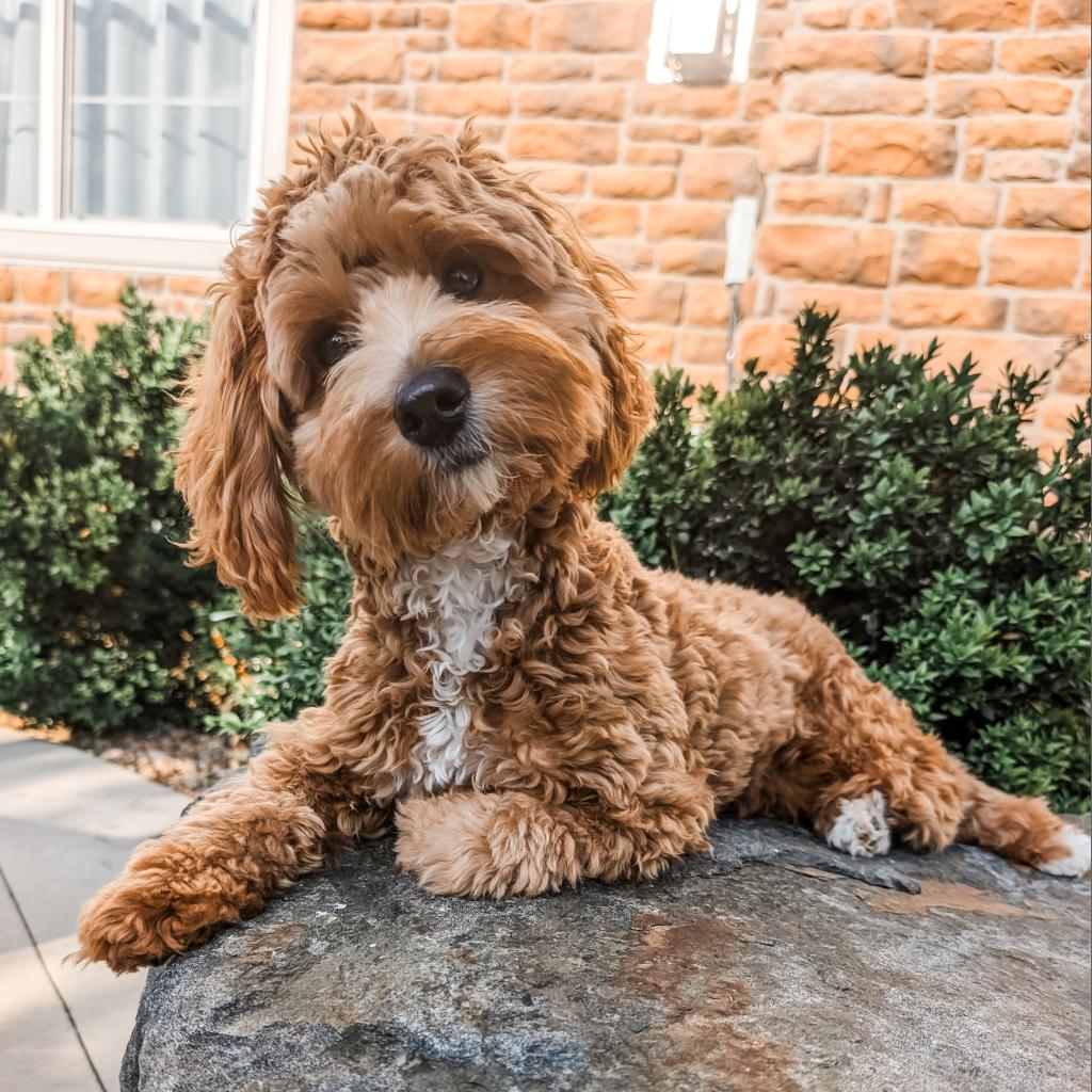 615 (2025) Remy, an adoptable Cockapoo in Parker, CO, 80134 | Photo Image 3