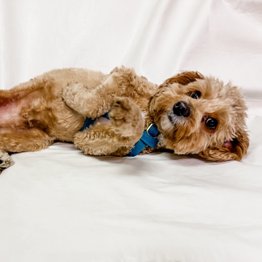 615 (2025) Remy, an adoptable Cockapoo in Parker, CO, 80134 | Photo Image 4