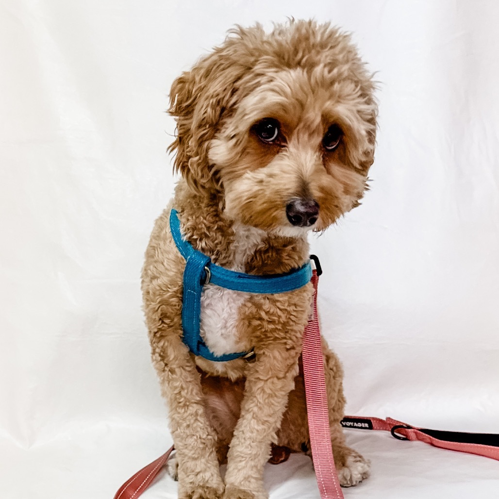 615 (2025) Remy, an adoptable Cockapoo in Parker, CO, 80134 | Photo Image 5