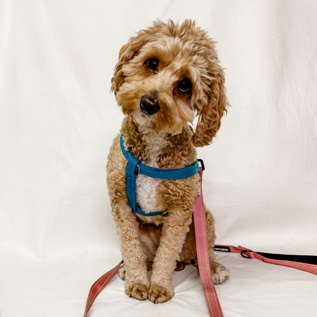 615 (2025) Remy, an adoptable Cockapoo in Parker, CO, 80134 | Photo Image 6