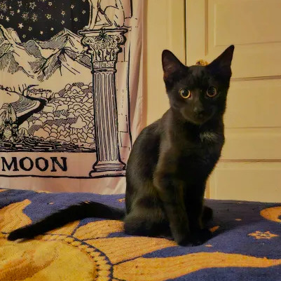 Nightshade (bonded with Chex)