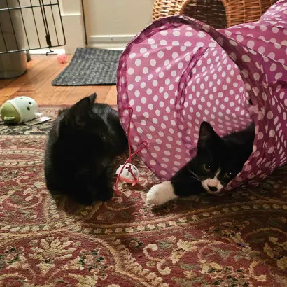 Nightshade (bonded with Chex)