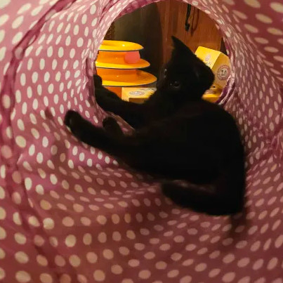 Nightshade (bonded with Chex)