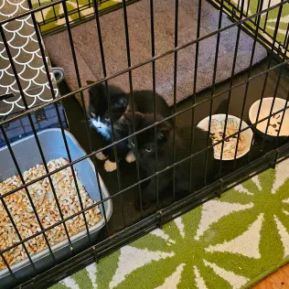 Nightshade (bonded with Chex)