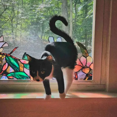 Chex (bonded with Nightshade)