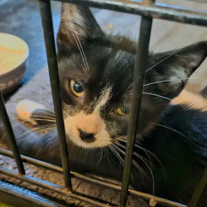 Chex (bonded with Nightshade)