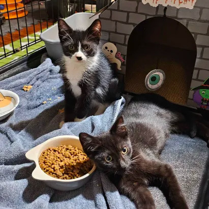 Chex (bonded with Nightshade)