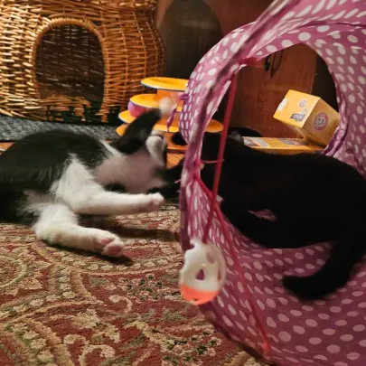 Chex (bonded with Nightshade)