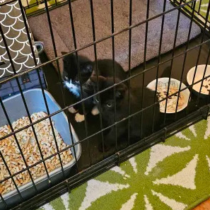 Chex (bonded with Nightshade)