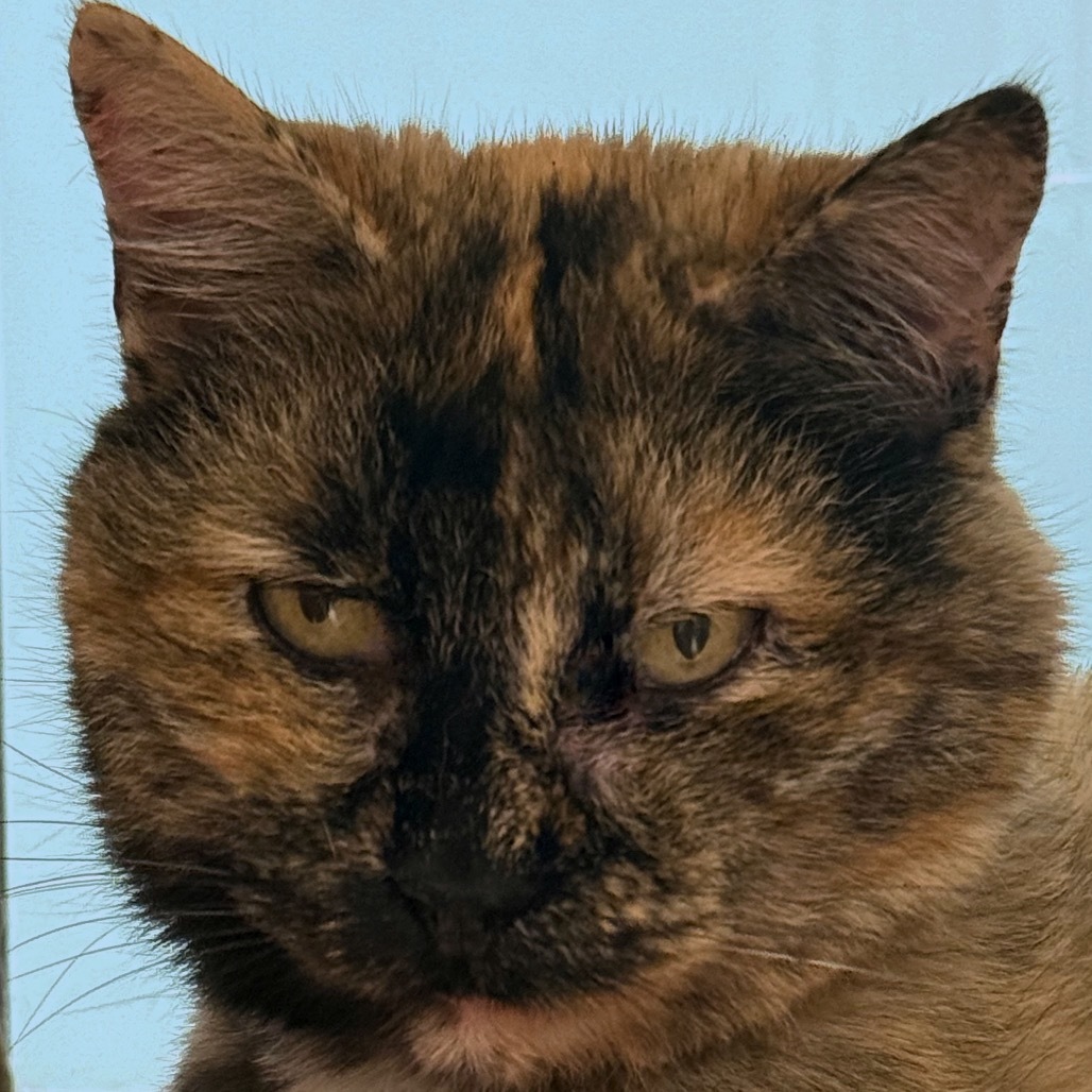 Frannie