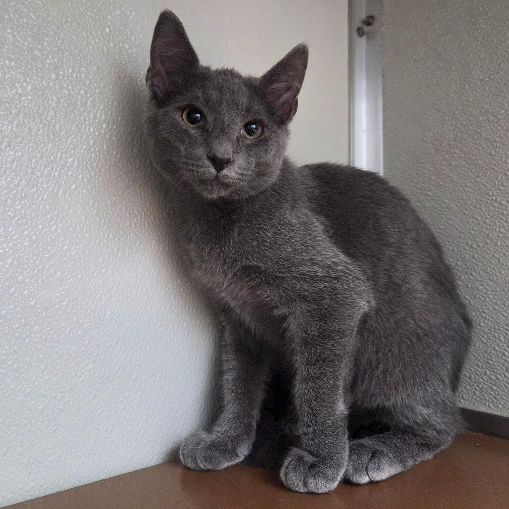 Mewpiter
