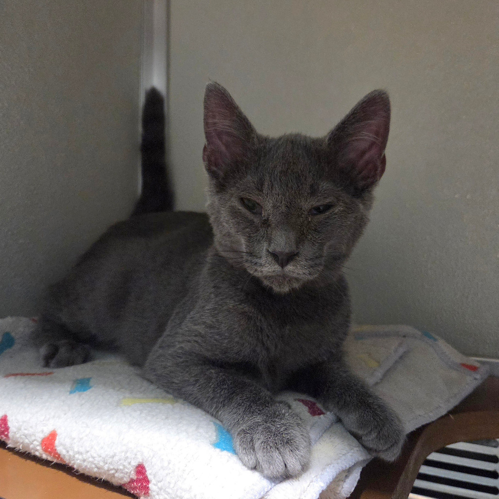 Mewpiter