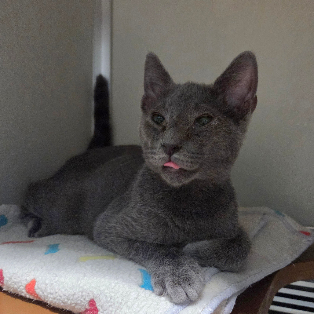 Mewpiter