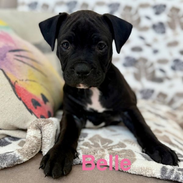 Belle