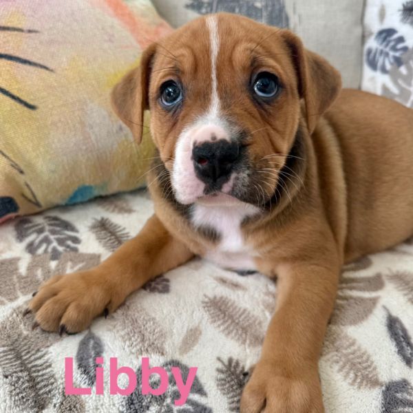 Libby