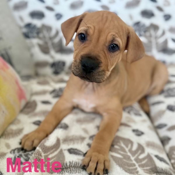 Mattie
