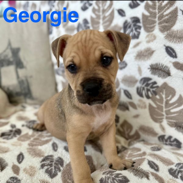 Georgie